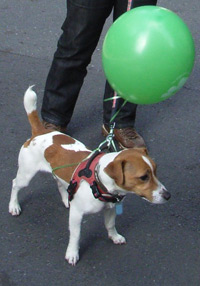 a dog at the parade