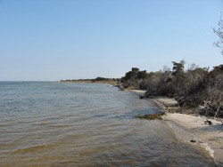 the shoreline of Barnegat Bay